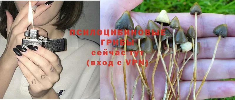 Галлюциногенные грибы Psilocybe Вязники